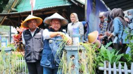 Walikota Bandung Yana Mulyana secara simbolis  melakukan Panen raya bersama Deputi Direktur Kantor Perwakilan BI Jabar, Yusuf Wicaksono di Buruan SAE Taruna RW 08 Kelurahan Kujang Sari Kecamatan Bandung Kidul, Jumat 20 Januari 2023. 