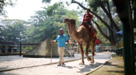 Pemerintah Kota (Pemkot) Bandung segera mengambil alih lahan Kebun Binatang Bandung. Hal ini sejalan dengan ketentuan pengelolaan Barang Milik Daerah (BMD) yaitu dengan mengamankan secara fisik, administrasi, maupun hukum.