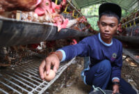 Budidya Ayam Petelur adalah salah sagu bavian dari Eksul Gardening untuk memperkaya skill para santri di Pondok Pesantren Al Madani Madur Desa Sukamaju Kecamatan Cimaung Kabupaten Bandung.