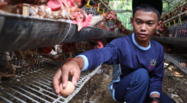 Budidya Ayam Petelur adalah salah sagu bavian dari Eksul Gardening untuk memperkaya skill para santri di Pondok Pesantren Al Madani Madur Desa Sukamaju Kecamatan Cimaung Kabupaten Bandung.