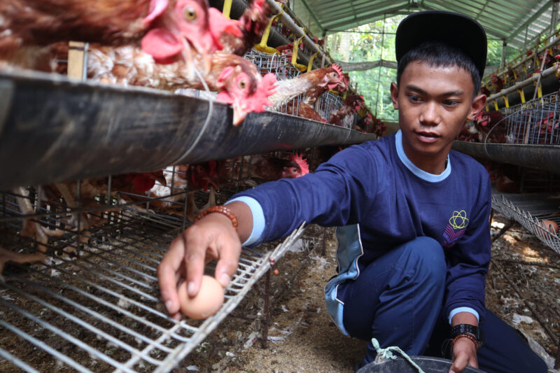 Budidya Ayam Petelur adalah salah sagu bavian dari Eksul Gardening untuk memperkaya skill para santri di Pondok Pesantren Al Madani Madur Desa Sukamaju Kecamatan Cimaung Kabupaten Bandung.