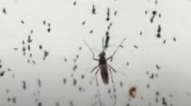 Nyamuk Wolbachia disebarkan di Kota Bandung (foto ilustrasi)