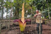 Pengalaman langka untuk warga Bandung melihat mekarnya bunga bangkai (Amorphophallus Titanum) bisa didapatkan di Taman Hutan Raya (Tahura) Ir. H. Juanda, Dago, Kota Bandung.