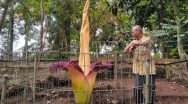 Pengalaman langka untuk warga Bandung melihat mekarnya bunga bangkai (Amorphophallus Titanum) bisa didapatkan di Taman Hutan Raya (Tahura) Ir. H. Juanda, Dago, Kota Bandung.