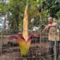 Pengalaman langka untuk warga Bandung melihat mekarnya bunga bangkai (Amorphophallus Titanum) bisa didapatkan di Taman Hutan Raya (Tahura) Ir. H. Juanda, Dago, Kota Bandung.