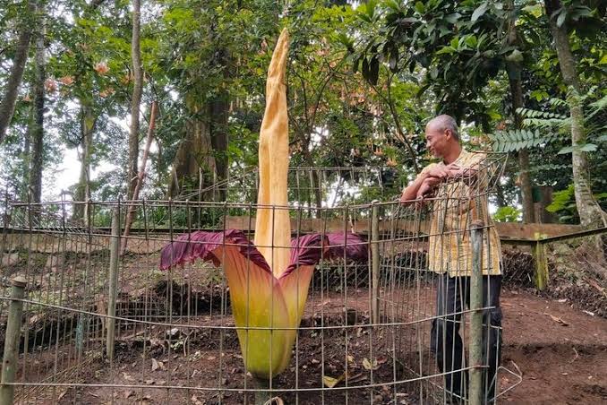 Pengalaman langka untuk warga Bandung melihat mekarnya bunga bangkai (Amorphophallus Titanum) bisa didapatkan di Taman Hutan Raya (Tahura) Ir. H. Juanda, Dago, Kota Bandung.