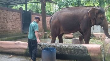 Pemkot Bandung Siapkan Opsi Ambil Alih Bandung Zoo Jika Lelang Gagal