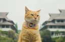 Siti, kucing pemeran utama dalam film Meong! (Dok. Tim LFM) 