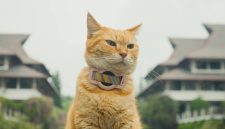Siti, kucing pemeran utama dalam film Meong! (Dok. Tim LFM)