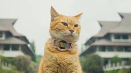 Siti, kucing pemeran utama dalam film Meong! (Dok. Tim LFM) 