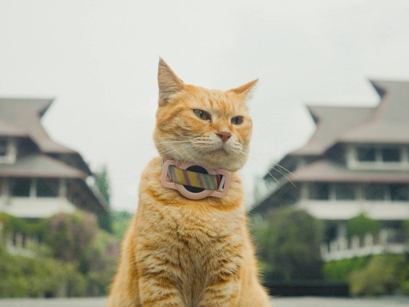 Siti, kucing pemeran utama dalam film Meong! (Dok. Tim LFM) 