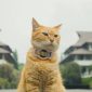 Siti, kucing pemeran utama dalam film Meong! (Dok. Tim LFM) 
